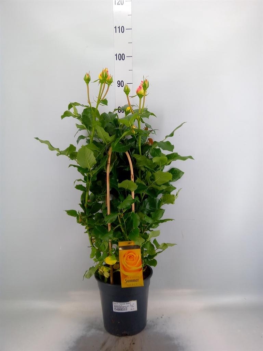 <h4>Rosa FL 'Summer Select'</h4>