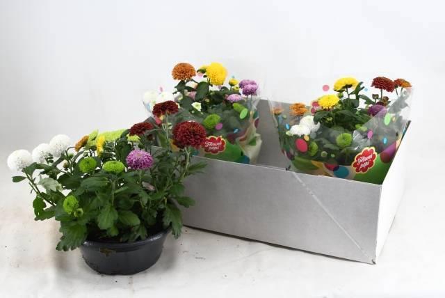 <h4>CHRYS FP GEM IN POT</h4>