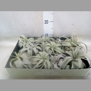 Tillandsia xerographica