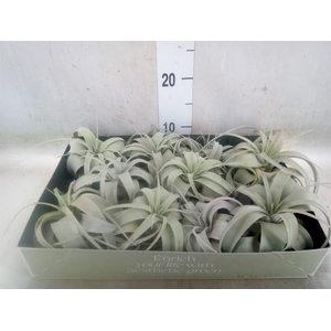 Tillandsia xerographica
