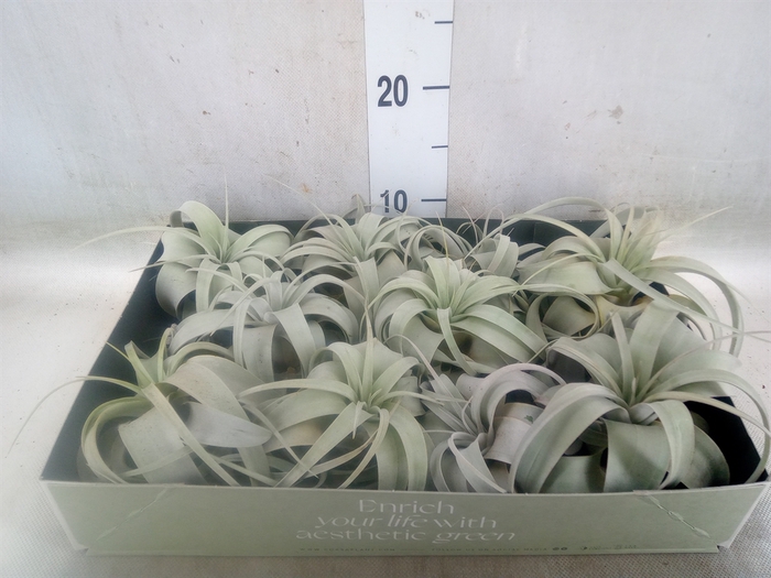 <h4>Tillandsia xerographica</h4>
