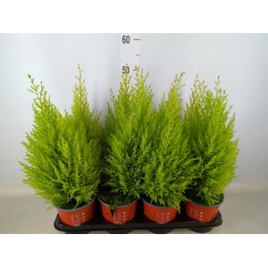 Cupressus macro. 'Goldcrest Wilma'