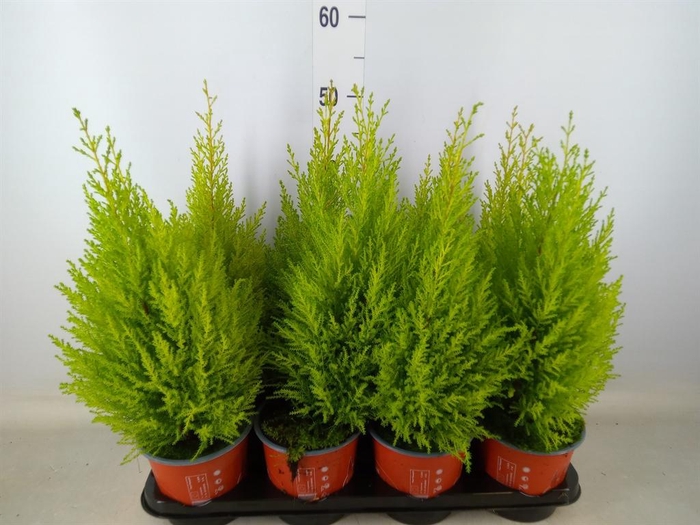 <h4>Cupressus macro. 'Goldcrest Wilma'</h4>