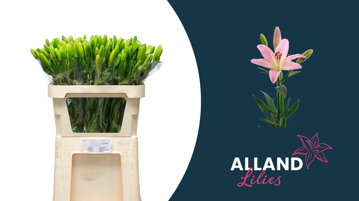 <h4>LI LA SCOTLAND</h4>