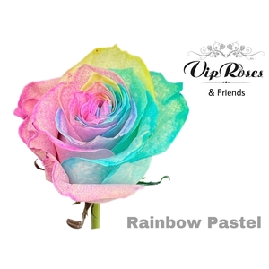 R GR RAINBOW PASTEL MONDIAL PASTEL