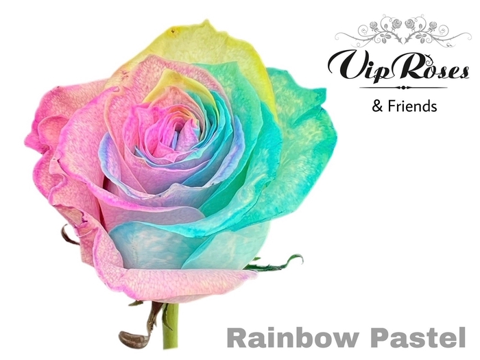 R GR RAINBOW PASTEL MONDIAL PASTEL