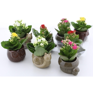 ARR KALANCHOE