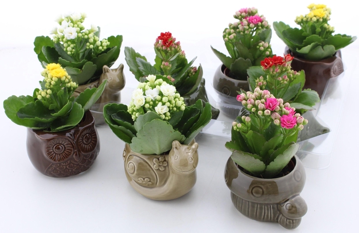 <h4>ARR KALANCHOE</h4>