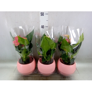 Anthurium   ...mix