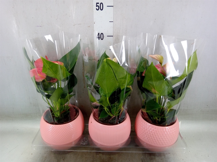 <h4>Anthurium   ...mix</h4>