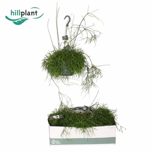 RHIPSALIS BA OASIS