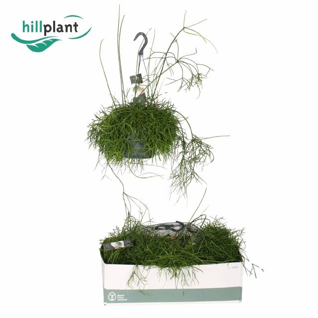 <h4>RHIPSALIS BA OASIS</h4>