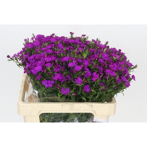 Dianthus Br Amazon Neon Purple