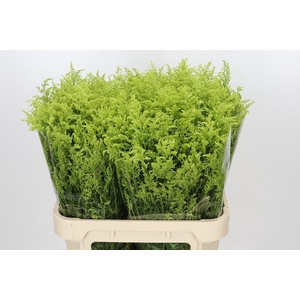 Solidago Tara Gold
