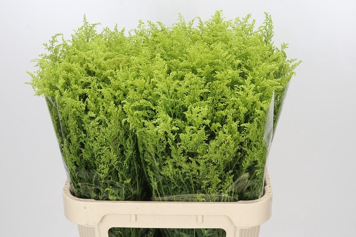 <h4>Solidago Tara Gold</h4>