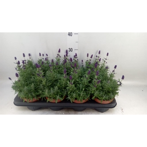 Lavandula angus. 'Hidcote'