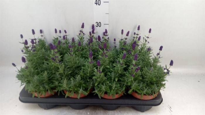 <h4>Lavandula angus. 'Hidcote'</h4>