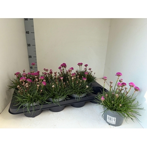 ARME MAR ARMADA ROSE