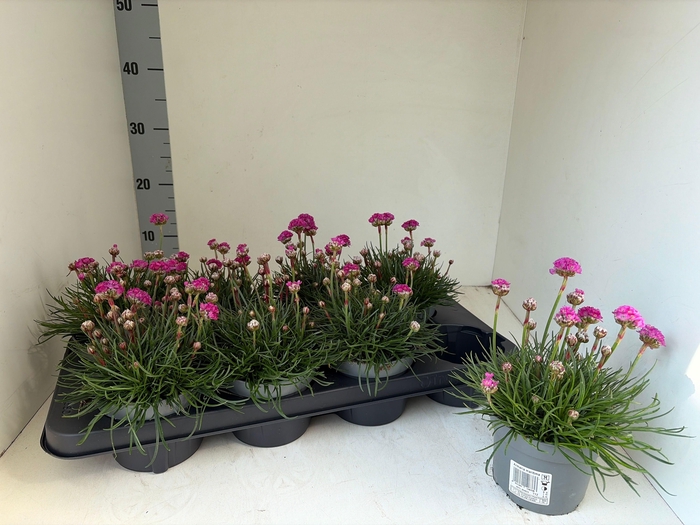 <h4>ARME MAR ARMADA ROSE</h4>