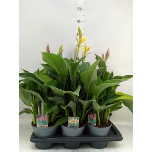 Canna  'Island'   ...mix