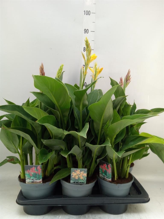 <h4>Canna  'Island'   ...mix</h4>