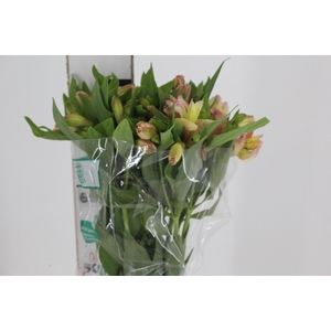 ALSTROEMERIA ALICE 080 CM