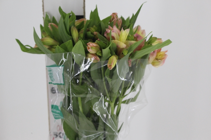 <h4>ALSTROEMERIA ALICE 080 CM</h4>