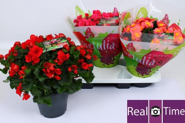 <h4>BEG EN BETULIA GEM</h4>