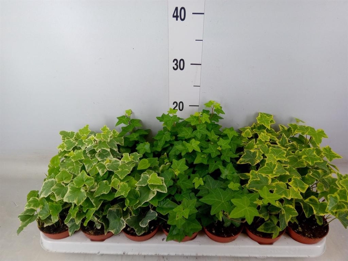 <h4>Hedera ...mix</h4>