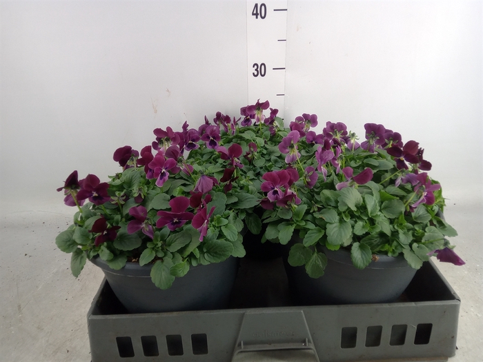 <h4>Viola corn. 'Evo Mini Purple Face'</h4>