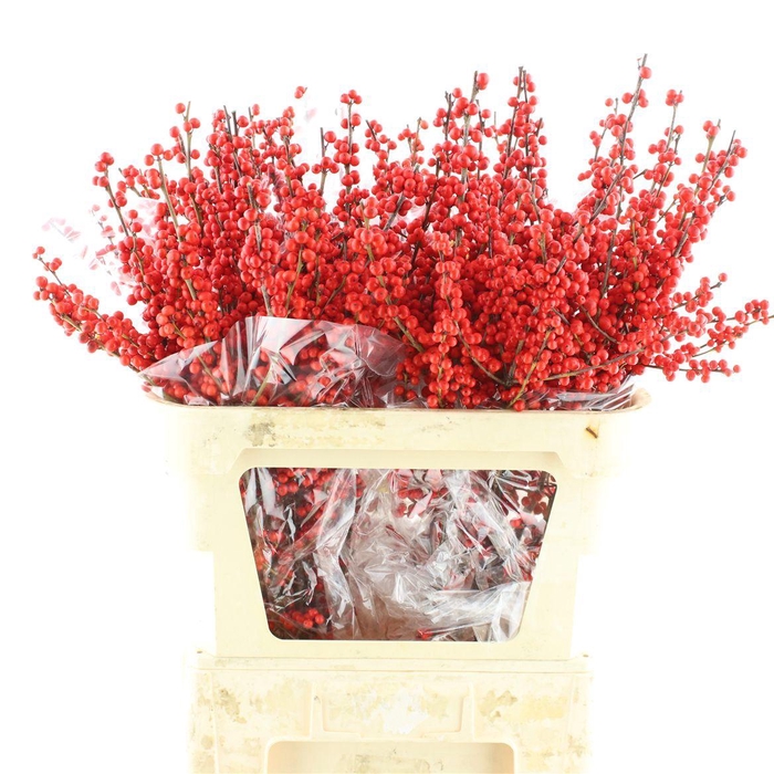 <h4>Ilex Ve Rode Bes</h4>