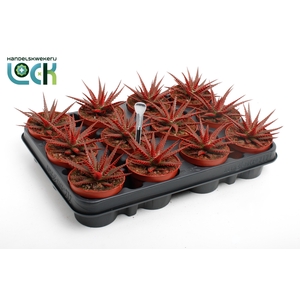 Haworthia Big Band Makeupz rood