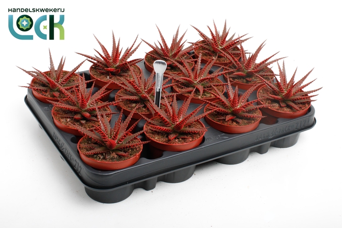 <h4>Haworthia Big Band Makeupz rood</h4>