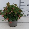 Gaultheria procumbens