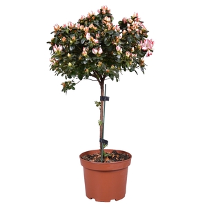 Azalea op stam 'Sachsenstern' bicolor rood/wit 19cm