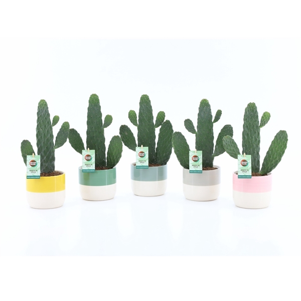 <h4>Opuntia rubescens Consolea in Two-Tone keramiek</h4>