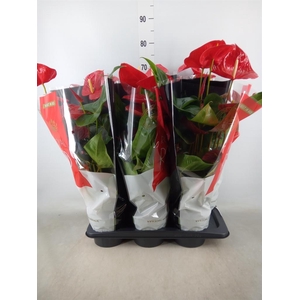 Anthurium andr. 'Oklahoma'