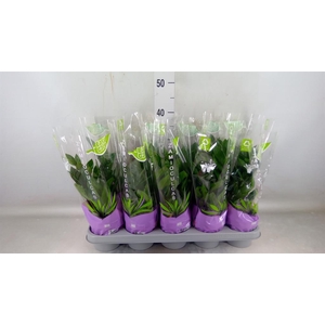 Zamioculcas zamiifolia