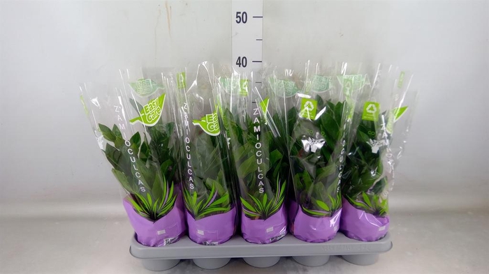 <h4>Zamioculcas zamiifolia</h4>