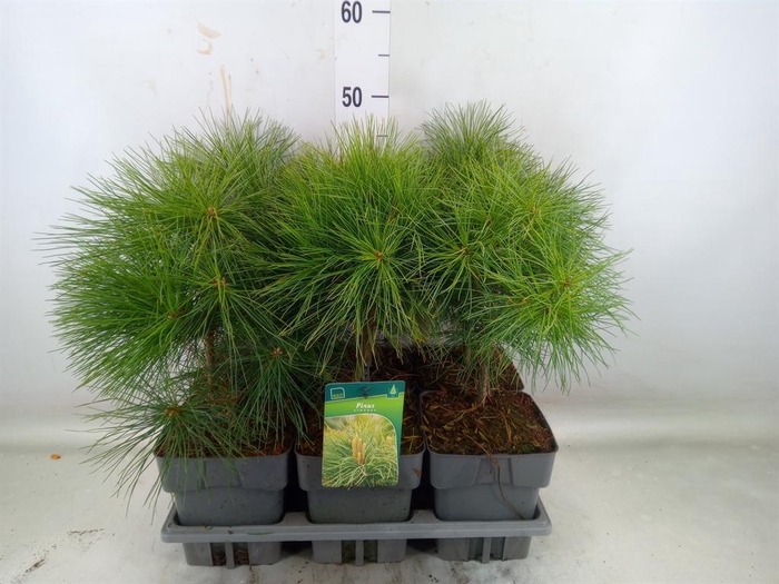 <h4>Pinus strobus</h4>