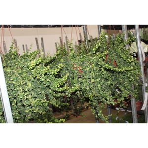 AESCHYNANTHUS RASTA C21