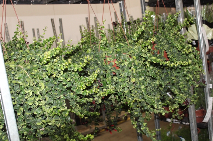 <h4>AESCHYNANTHUS RASTA C21</h4>