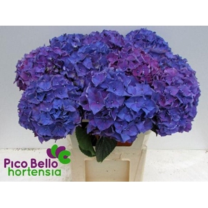 Hydrangea rodeo purple