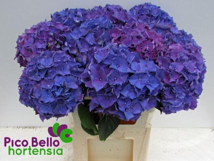 <h4>Hydrangea rodeo purple</h4>