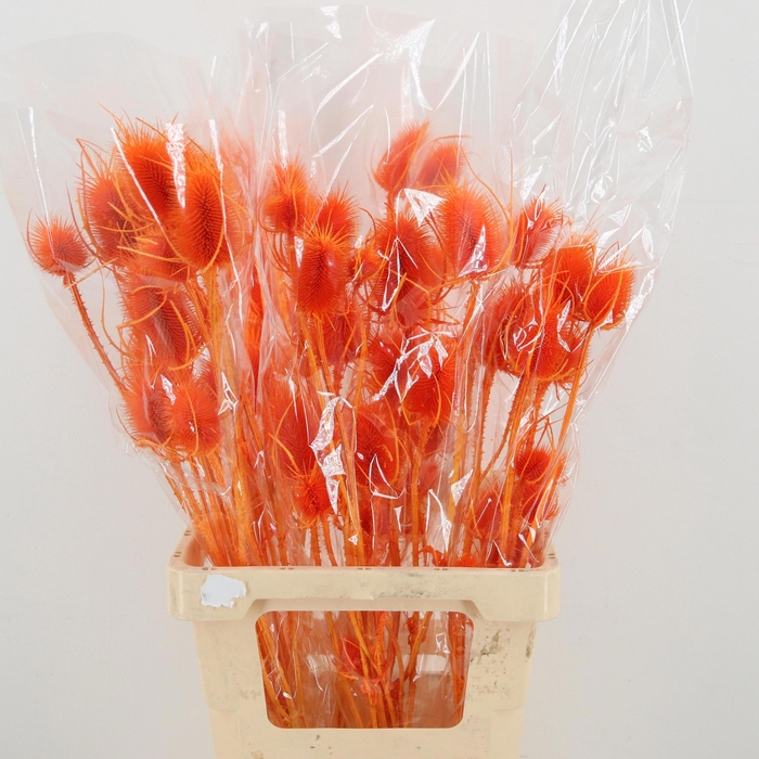 <h4>DROOGBL BEWERKT H%</h4>