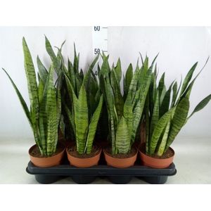 Sansevieria zeylanica