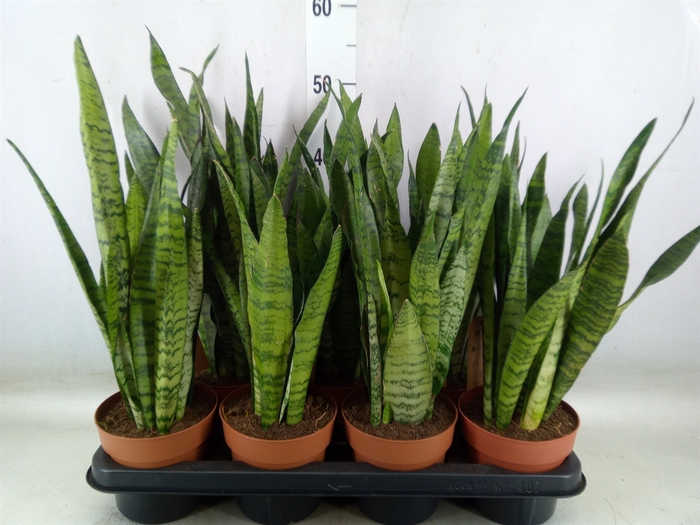 <h4>Sansevieria zeylanica</h4>