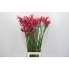 Nerine Minerva