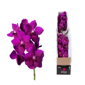Vanda Rasberry Cerise X5