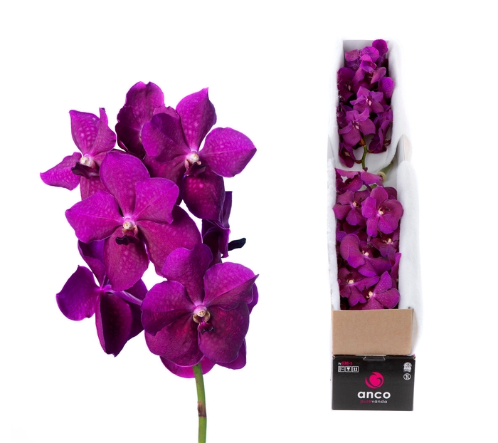 <h4>Vanda Rasberry Cerise X5</h4>